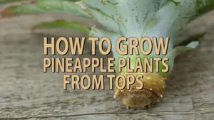 how to grow pineapple plants from tops