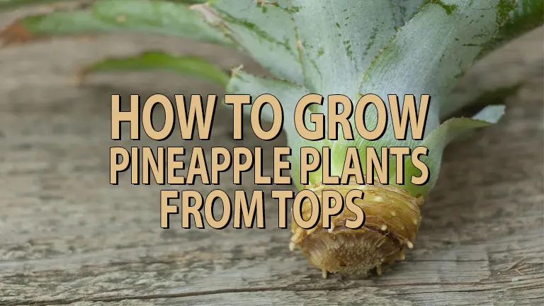 How to Grow Pineapple Plants from Tops: A Step-by-Step Home Gardening Guide