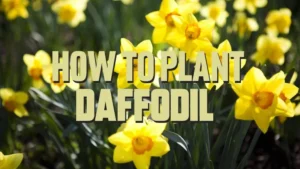 how to plant daffodil