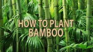 how to plant bamboo