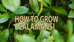 how to grow calamansi