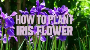 how to plant iris flower