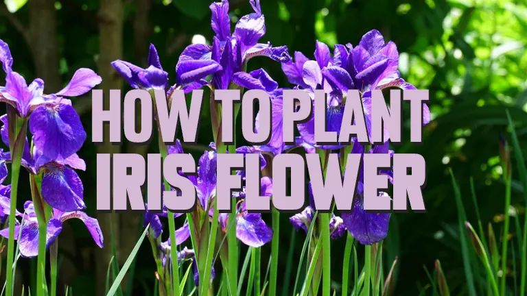 How To Plant Iris Flower - Forestry.com