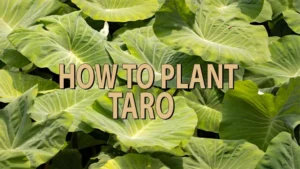 how to plant taro