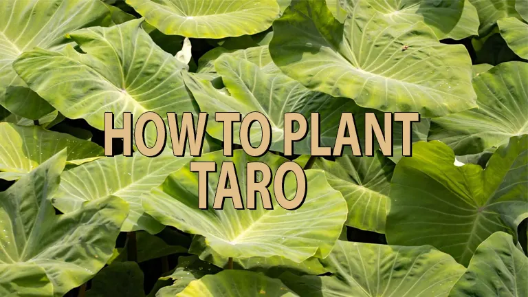 How to Plant Taro: Cultivating Nutritious Roots with Ease