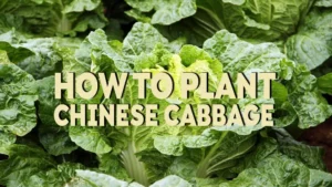 how to plant chinese cabbage