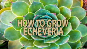how to grow echeveria