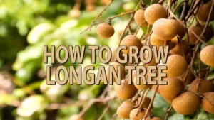 how to grow longan tree