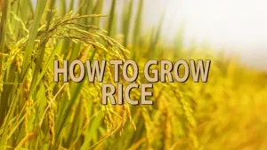how to grow rice