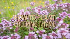 how to plant creeping thyme