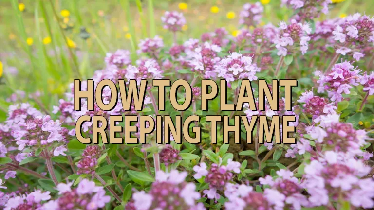 How To Plant Creeping Thyme