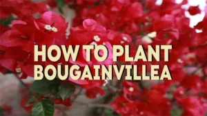 how to plant bougainvillea