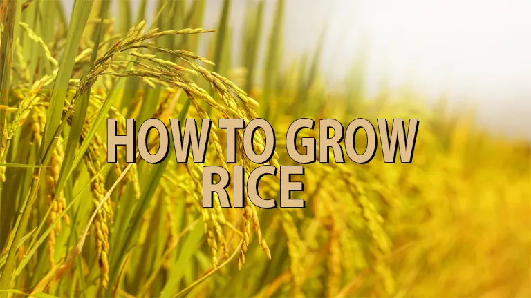 How to Grow Rice Plant