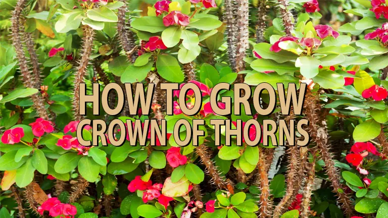 How to Grow Crown of Thorns: Complete Guide from Planting to Flourishing