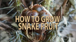 how to grow snake fruit