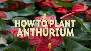 how to plant anthurium