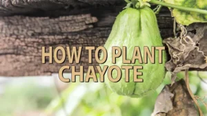 how to plant chayote