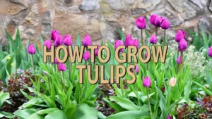 how to grow tulips