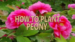 how to plant peony