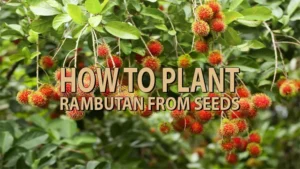 how to plant rambutan from seeds