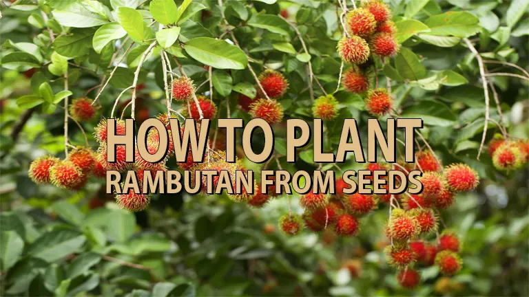 How to Plant Rambutan From Seeds: A Beginner's Guide - Forestry.com