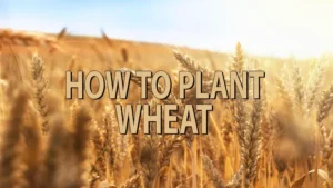 how to plant wheat