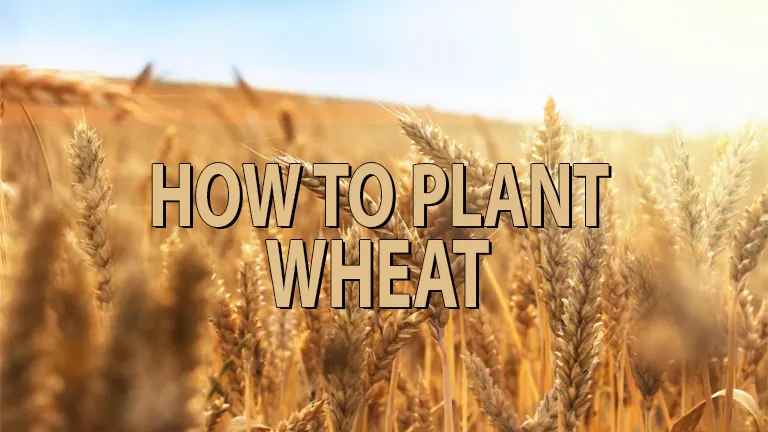 How To Plant Wheat: Expert Tips