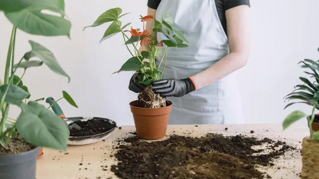 Planting the Anthurium