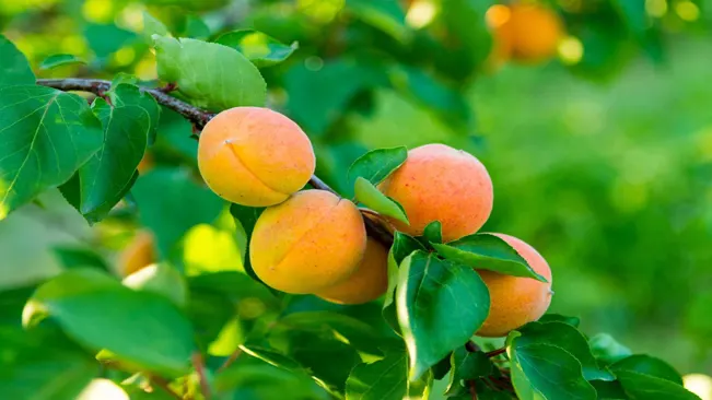 A close-up of a bunch of ripe apricots growing on a tree branch