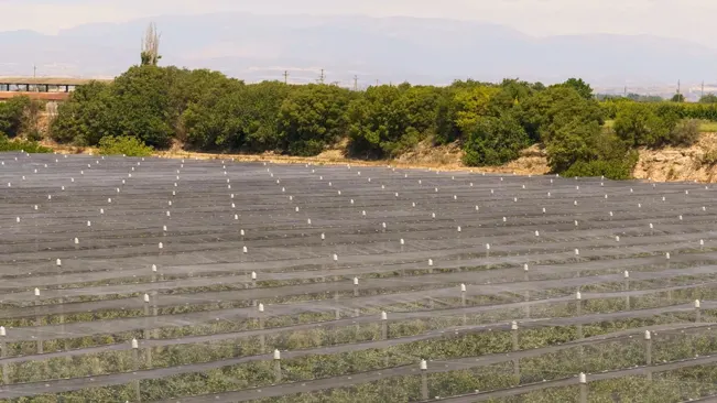 Gardens of apricot or peach trees protected by a protective ne