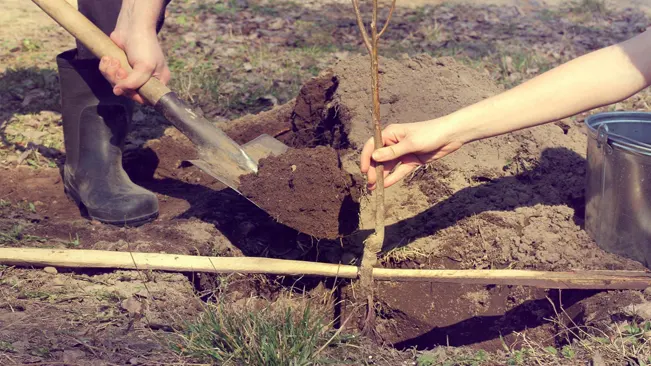 Planting Process