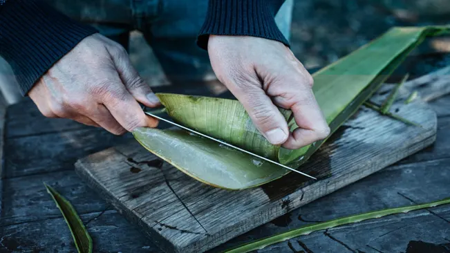 cutting the aloe vera leave to harvest the clear gel inside of it