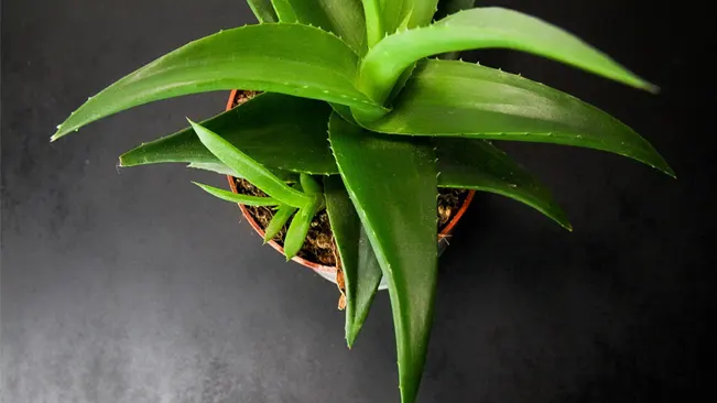 Pups are small clones of the parent Aloe Vera plant that sprout from its base
