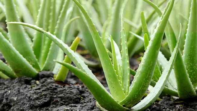 A close-up of a cluster of aloe vera plants growing in red-brown dirt. The aloe vera plants have thick, green, pointed leaves with serrated edges.
