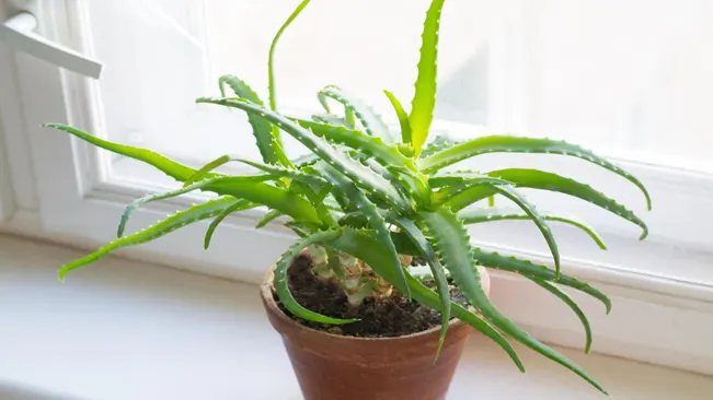 Aloe Vera plants love bright, indirect sunlight