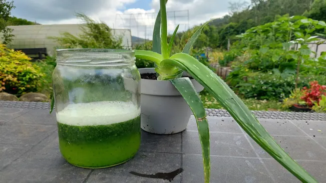 homemade aloe vera fertilizer to use on plants. aloe vera nutrient supply. aloe vera home remedy for rooting cuttings.