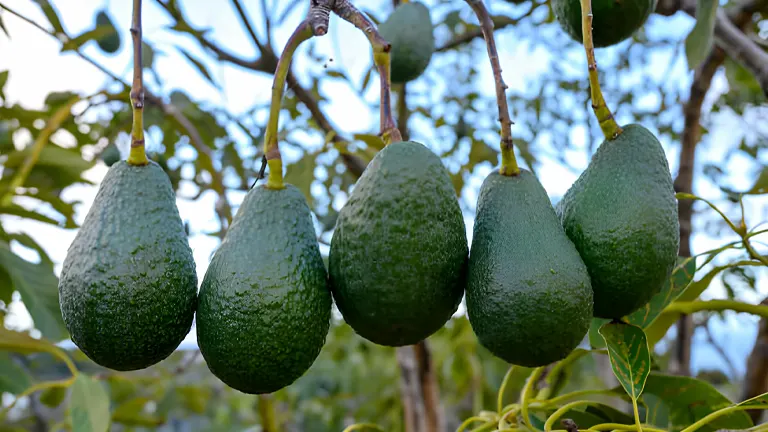 5 hanging hass  avocados
