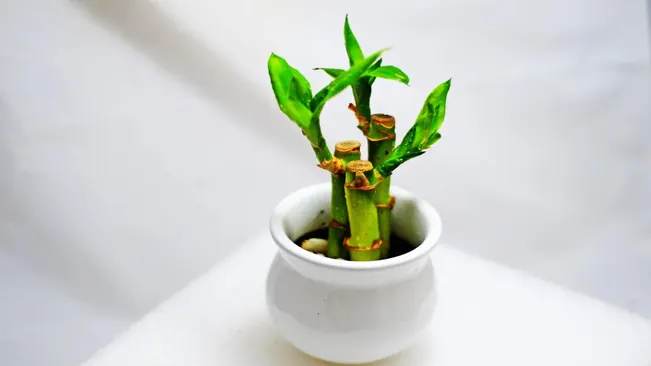 A lucky bamboo plant with multiple stalks growing from a white vase filled with water.