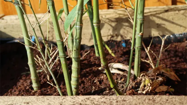 A close-up of several green bamboo stalks growing in a container