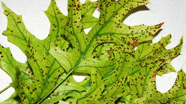 Leaf Spot (Anthracnose)
