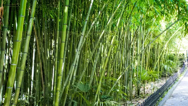 Clumping Bamboo