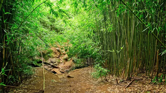 Sunlight filters through the tall green stalks of bamboo.
