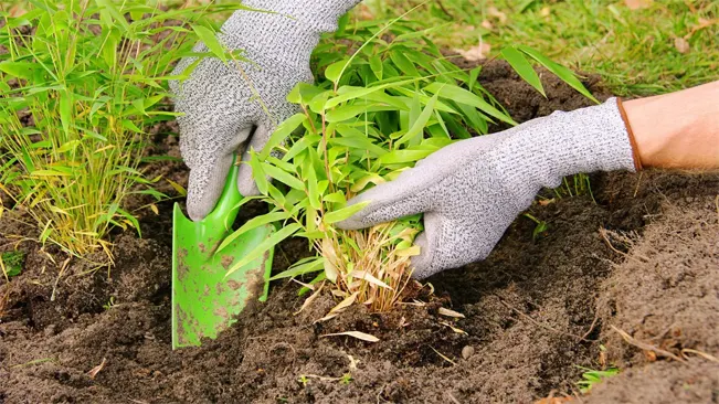 Planting Procedure
