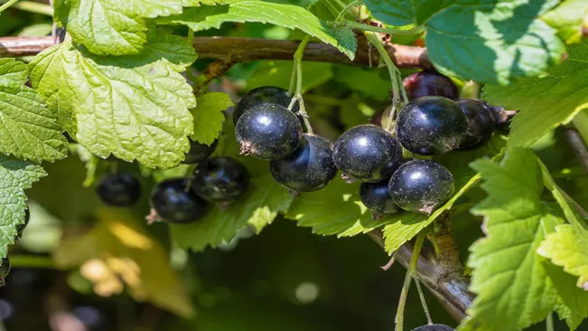 When to Harvest Blackcurrants
