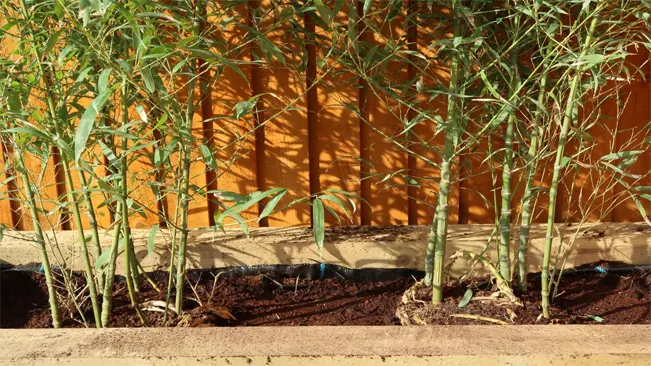 A row of bamboo plants growing in a tall planter next to a weathered wooden fence.