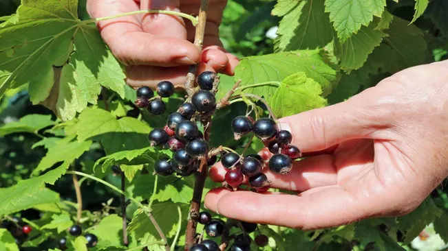 How to Harvest Blackcurrants