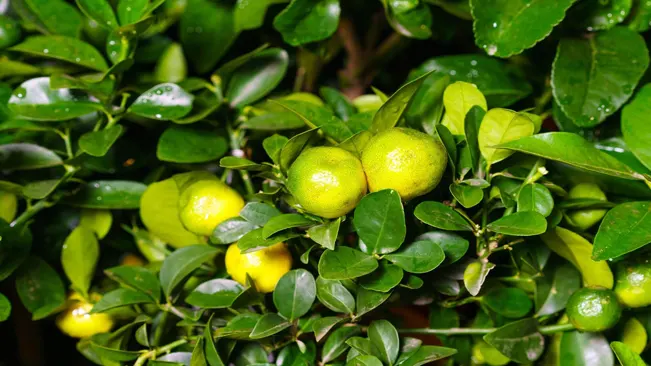 a citrus fruit native to the Philippines.