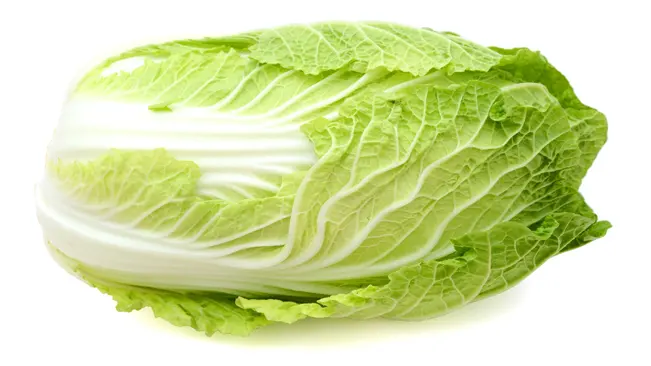 Napa Cabbage (Brassica rapa Pekinensis)