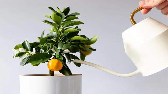 watering potted houseplant Citrus calamondin using a elegant white metallic watering can with long thin spout