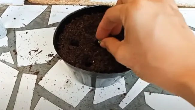 Planting Technique